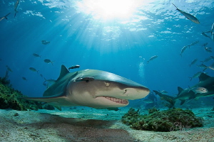Lemon shark in the sun by Bill Mcgee 